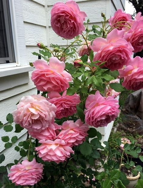 Jubilee Celebration Rose, Rosé Theme, Fragrant Roses, David Austin, Photo Location, Beautiful Blooms, Cottage Garden, Flower Power, Tulips