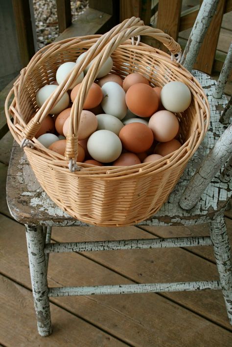 Farm Fresh Eggs Kitchen Cottage, Grandma's Kitchen, Farmer Wife, Farm Fresh Eggs, Chickens And Roosters, Farms Living, Down On The Farm, Raising Chickens, Fresh Eggs