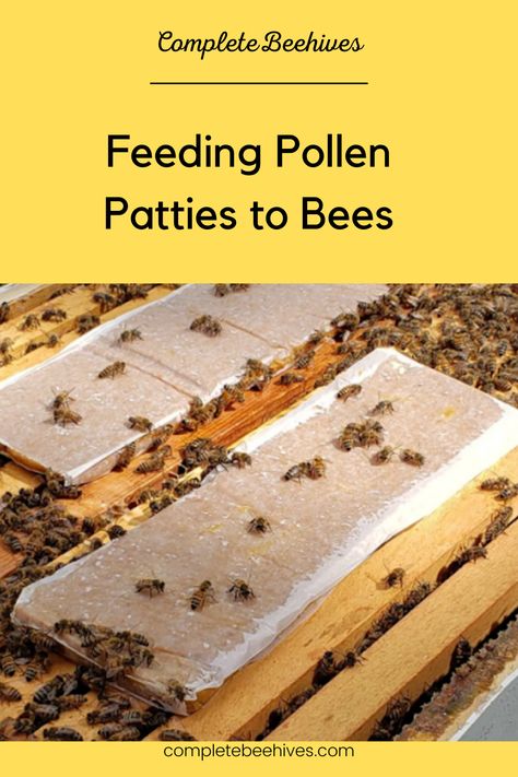 Feeding Bees, Bee Food, Varroa Mite, Backyard Bee, Types Of Bees, Beekeeping For Beginners, Raising Bees, Bee Colony, Backyard Beekeeping