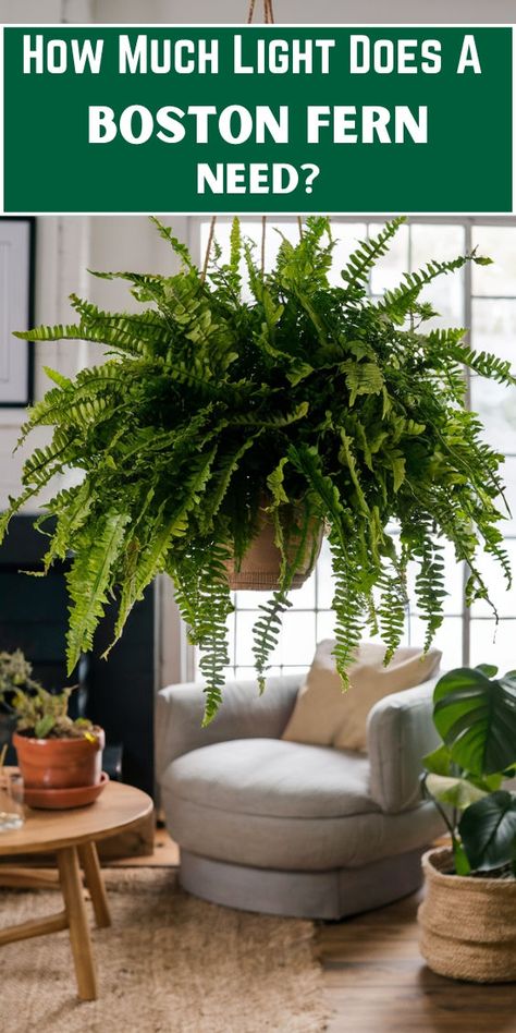 "Boston fern care, indoor plant care, plant lighting, houseplant care, plant 
growth, natural light, plant care tips, fern care, plant maintenance, plant 
health, plant care guide, indoor gardening, plant requirements, plant care 
advice, light exposure, plant care instructions." Indoor Orchids, Boston Fern, Plant Care Houseplant, Living Room Plants, Orchids Garden, Growth And Development, Indoor Plant Care, Fern Plant, Plant Needs