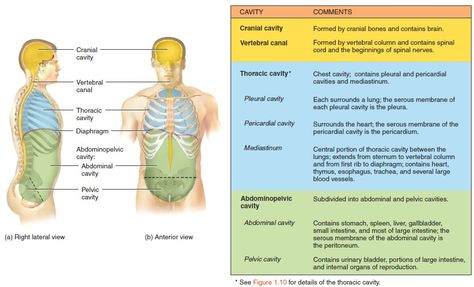 Body Cavities, Serous Membrane, Thoracic Cavity, Human Body Worksheets, Arteries And Veins, Cna Nurse, Nurse Study Notes, Anatomy Tutorial, Medical School Studying