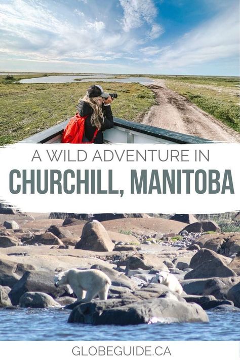 Churchill, Manitoba is considered one of Canada’s top destinations for wildlife sightings, with the opportunity to see polar bears and kayak with belugas. Canada travel | Travel in Canada | Travel in Manitoba | Churchill Manitoba Churchill Canada, Churchill Manitoba, Research Plan, Travel In Canada, Canada Photography, Canada Photos, Canadian Travel, Chasing Waterfalls, Canada Destinations