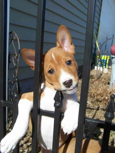 Basenji Basenji Puppy, Basenji Dog, Basenji Dogs, Tattoo Nature, Animals Tattoo, Yorkshire Terrier Puppies, Rat Terriers, Nature Wallpapers, Dogs Cute