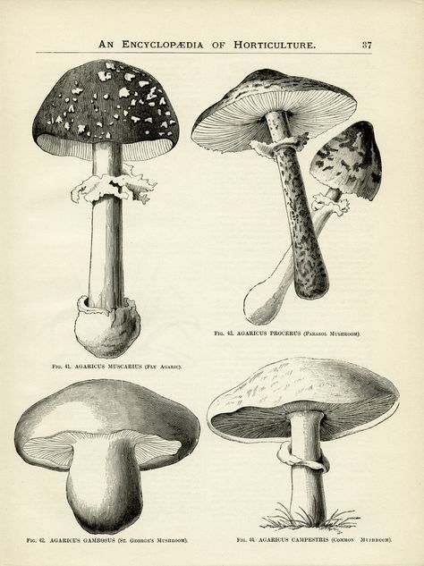 An Encyclopedia of Horticulture – An Artist's Guide to Mushrooms Encyclopedia Illustration, Mushrooms Illustration, Vintage Encyclopedia, Mushroom Illustration, Scientific Drawing, Art Mushroom, Mushroom Poster, Garden Clipart, Copyright Free Images