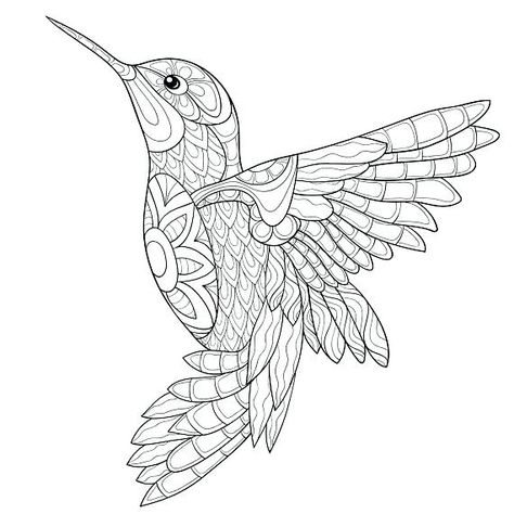 Hummingbird Coloring Pages ⋆ coloring.rocks! Hummingbird Colors, Hummingbird Drawing, Bird Coloring Pages, Apple Coloring, Printable Adult Coloring Pages, Bird Drawings, Animal Coloring Pages, Mandala Coloring, Coloring Book Pages