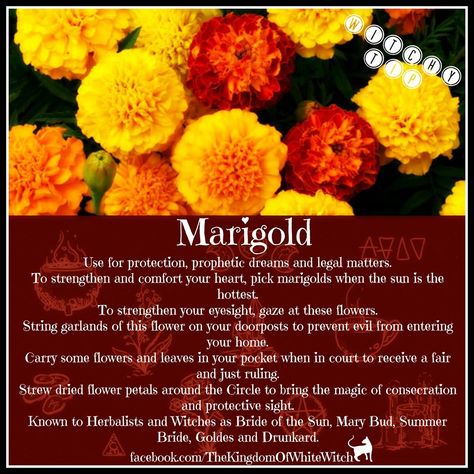 Magical Uses For - Marigold Marigold Witchcraft, Marigold Magic, Happiness Spell, Candle Color Meanings, Wicca Recipes, Magickal Herbs, Magic Herbs, Magical Herbs, Wiccan Spell Book