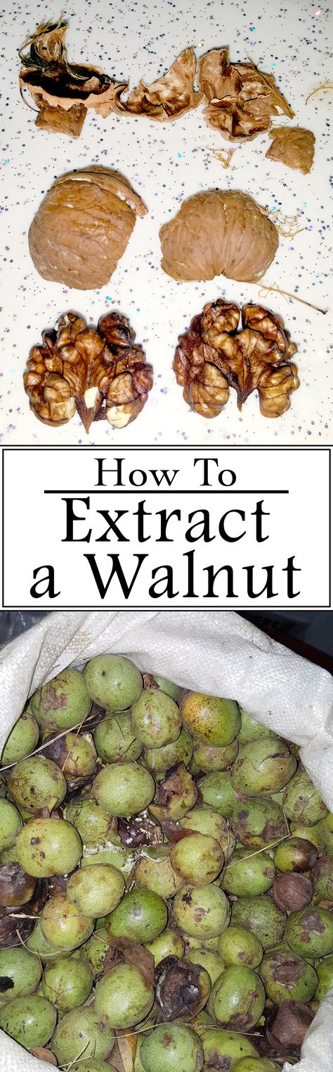 Extract walnuts from their green shells with ease. How To Open Walnut Shell, Foraging Recipes, Republic Of Turkey, Green Ideas, Walnut Tree, Cooking Hacks, Walnut Shell, Kitchen Tips, My Father