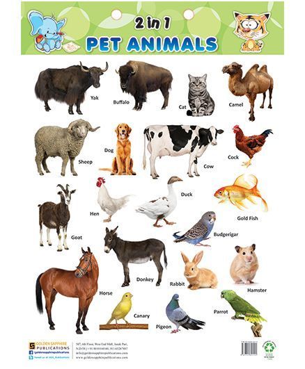 Domestic Animals Chart 766 Domestic Animals Preschool, Domestic Animals Chart, Young Ones Of Animals, Farm Animals List, Animals Chart, Herbivorous Animals, Animal Pictures For Kids, Animals List, Farm Animals Preschool