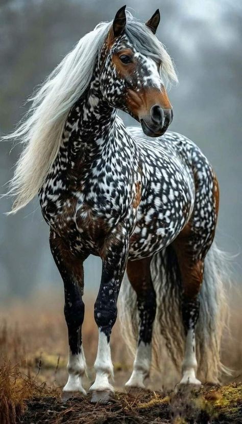 Spotted Horse, Wild Horse Pictures, Rare Horses, Cute Horse Pictures, Beautiful Horse Pictures, Gorgeous Horses, Fantasy Horses, Horse Pics, Most Beautiful Horses