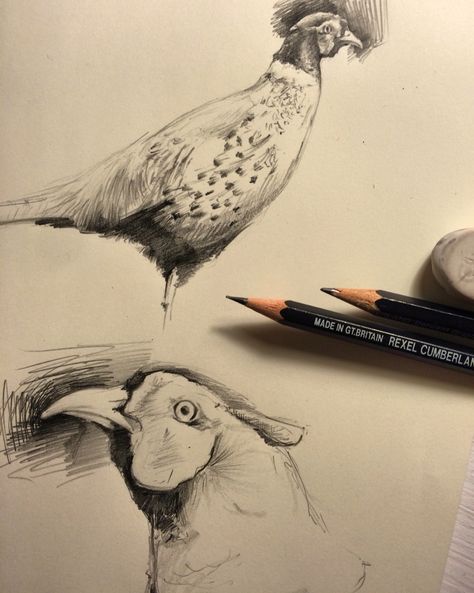 Lucky Tattoos, Pheasant Sketch, Bird Sketches, Zoo Crafts, Duck Drawing, Art Demonstrations, Animal Drawings Sketches, Pheasant Hunting, Animal Art Projects