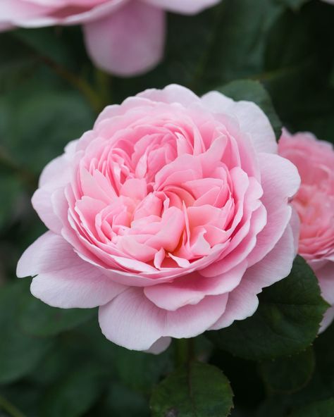 It's almost time to pre-order your David Austin Roses for 2025! 'Queen of Sweden' is back for 2025, and we are so excited! Stay tuned! ✨🤩🌱 #CoastFarms #Friday #ComingSoon Queen Of Sweden Rose, Queen Of Denmark, Queen Of Sweden, Rose Queen, David Austin Roses, David Austin, Stay Tuned, So Excited, Denmark