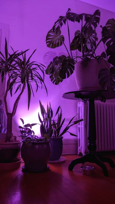 Plants And Neon Lights Bedroom, Neon And Plants, Plant Bedroom Aesthetic, Studio Room Design, Lash Room Ideas, Lash Room Decor, Purple Lighting, Shed To Tiny House, Light Colored Wood