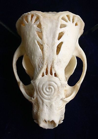 Badger Skull A by DonSimpson on DeviantArt Badger Skull, Whittling, Badger, User Profile, I Tried, Bones, Tattoo Ideas, Carving, Deviantart