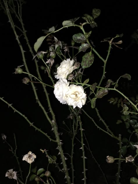 Rose garden full of thorns White Rose Dark Aesthetic, Thorn Bush Aesthetic, Thorns Aesthetic Dark, Thorns And Roses, Rose Thorns Aesthetic, Rose Thorn Aesthetic, Vines With Thorns, Thorns Aesthetic, Thorn Aesthetic