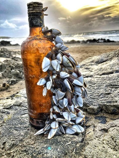 Goose Barnacles, Ocean Academia, Gooseneck Barnacles, Artificial Reef, Underwater Scenes, Wild Weather, Pirate Fashion, Coastal Life, Black Neck