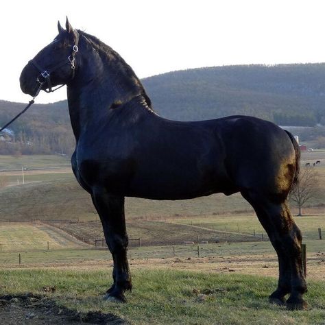 2010 Supreme World Champion Percheron stallion  Windermeres North American Maid (Moose) Owned by Windermere Farms Percherons  He stands 19.2 hands Percheron Horse, Percheron Horses, Big Horses, Black Horses, Friesian Horse, Work Horses, Majestic Horse, Horses And Dogs, All The Pretty Horses