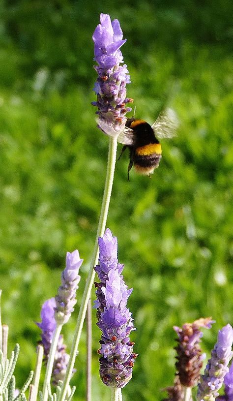 This photo was taken in New Zealand - Bumble Bee on Lavender Bumble Bee Asleep In Flower, Bumblebee Photography, Bumble Bee Wallpaper, Bee On Lavender, Rhino Beetle, Bee Photography, Bee Pictures, Bee Photo, Bees And Wasps