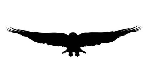 Eagle inciting wings flying gliding,haliaeetus leucocephalus bird animal sketch silhouette.american freedom symbol. cg_02173 Sketch Silhouette, Freedom Symbol, Haliaeetus Leucocephalus, Wings Flying, Animal Sketch, Symbols Of Freedom, American Freedom, Animal Sketches, Free Vector Images