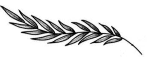 Leaf Tattoo Men, Olive Branch Tattoo Design, Olive Branch Tattoo Mens, Olive Leaf Tattoo, Laurel Tattoo, Collar Tattoo, Traditional Tattoo Drawings, Olive Branch Tattoo, Cupid Tattoo