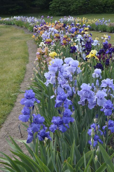 Iris Aesthetic Flower, Iris Flowers Aesthetic, Iris Core, Iris Border, Iris Aesthetic, Iris Flowers Garden, Irises Flowers, Flowers Iris, Iris Gardens