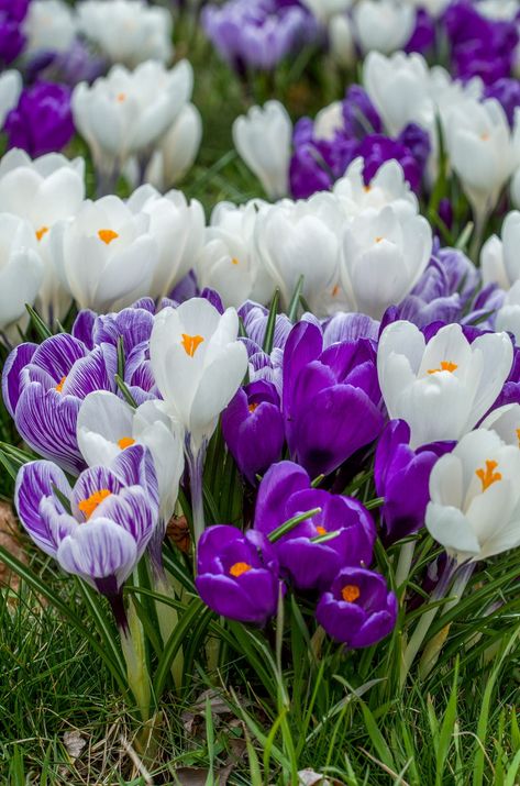 Crocus Flowers, Crocus Bulbs, Very Beautiful Flowers, Crocus Flower, Spring Window, Rose Flower Wallpaper, Spring Flowering Bulbs, Flower Farmer, Pansies Flowers