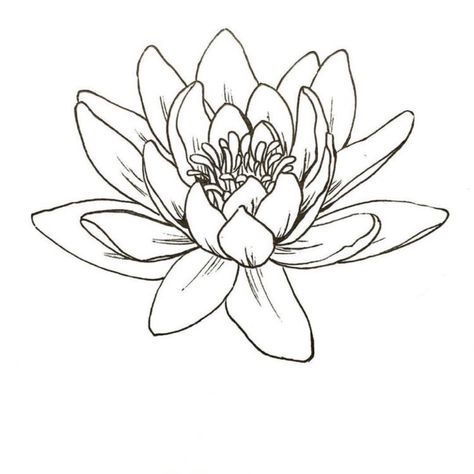 Water Lily Drawing, Hur Man Ritar Blommor, Lotus Flower Drawing, Water Lily Tattoos, Lotus Drawing, Lilies Drawing, Lily Flower Tattoos, Trending Tattoo, Flower Tattoo Drawings