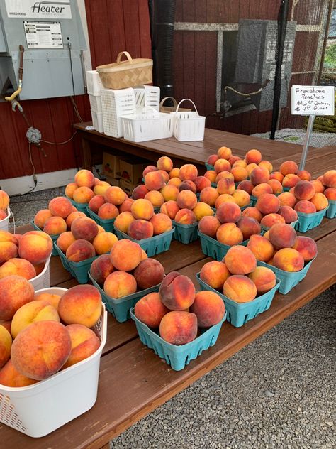 Peach Picking Aesthetic, Peach Farm Aesthetic, Peach Fruit Photography, Tennessee Summer, Peach Picking, Peach Orchard, Georgia Peaches, Fruit Platter Designs, Local Market