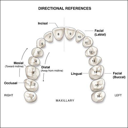 surfaces of the teeth Dental Assistant Study Guide, Dental Terminology, Dental Assistant School, Dental Hygienist School, Dental Assistant Study, Dental Hygiene Student, Dental World, Kedokteran Gigi, Dental Hygiene School