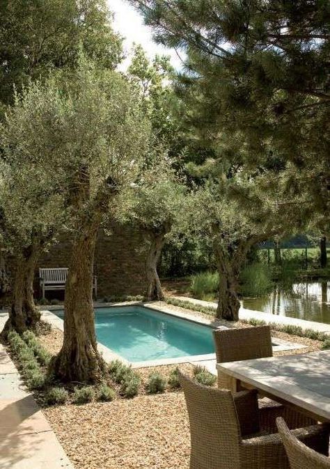 Mediterranean Backyard, Mediterranean Decor, Mediterranean Garden, Swimming Pool Designs, Garden Pool, Modern Landscaping, Pool Landscaping, Shade Garden, Pool Designs