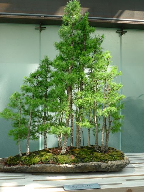 mini forest bonsai. como zoo conservatory, mn. Bonsai Forest Ideas, Saikei Bonsai, Forest Bonsai, Mini Forest, Jade Bonsai, Bonsai Forest, Japanese Garden Landscape, Bonsai Tree Care, Bonsai Techniques