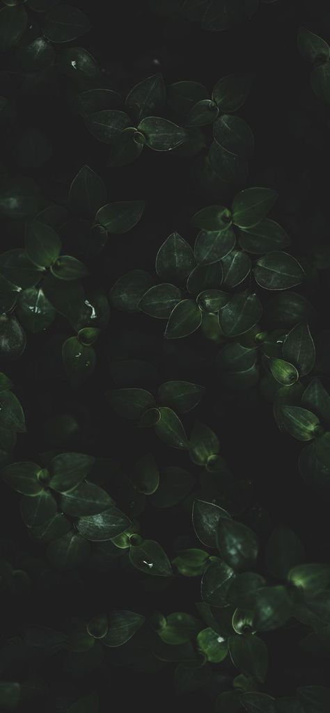 Iphone Wallpaper Aesthetic Dark Green, Dark Green Iphone Wallpaper, Dark Sage Green Aesthetic Wallpaper Iphone, Ipad Wallpaper Ideas Dark, Dark Green Academia Wallpaper, Sage Green And Black Wallpaper, Forest Green Iphone Wallpaper, Green Black Wallpaper, Black Sage Green Wallpaper