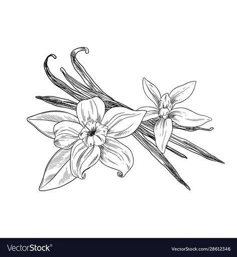 Vanilla Plant Tattoo, Vanilla Bean Drawing, Vanilla Bean Illustration, Vanilla Bean Tattoo, Vanilla Flower Drawing, Vanilla Flower Illustration, Vanilla Flower Tattoo, Vanilla Drawing, Vanilla Tattoo