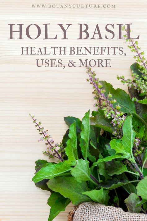 Tulsi Basil Benefits, Tulsi Benefits Health, Holy Basil Benefits Health, Tulsi Tea Benefits, Tulsi Benefits, Holy Basil Benefits, Tulsi Basil, Holy Basil Tea, Basil Health Benefits