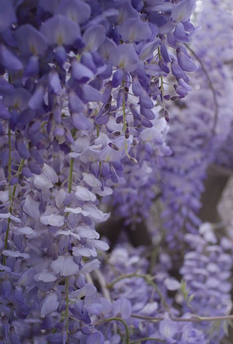 Wisteria Close Up, Purple Wisteria Aesthetic, Wisteria Aesthetic, Wisteria Wallpaper, Wisteria Purple, Wisteria Tree, Purple Wisteria, Lavender Aesthetic, Iphone Wallpaper App