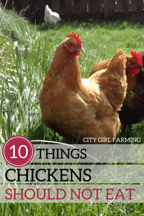 How Many Chickens Do I Need, What Can Chickens Eat, Food For Chickens, Easter Eggers, Raising Chicks, Feed Store, Chicken Farming, Backyard Chicken Farming, Chicken Tender