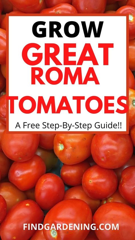 How to grow roma tomatoes
growing roma tomatoes
grow roma tomatoes Ways To Use Roma Tomatoes, How To Grow Roma Tomatoes, Grow Roma Tomatoes, Topping Tomato Plants, Growing Roma Tomatoes, Growing Tomato’s In A Pot, Training Tomato Plants, Growing Tomato, Vegetables Garden