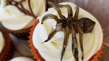 Caramel Nut Brown Recluse Spiders Recipe - Food.com Spider Desserts Halloween, Caramel Spiders, Creepy Desserts For Halloween, Spider Recipe, Bug Dessert, Candy Spiders, Spider Food, Christine Mcconnell, Chocolate Spiders