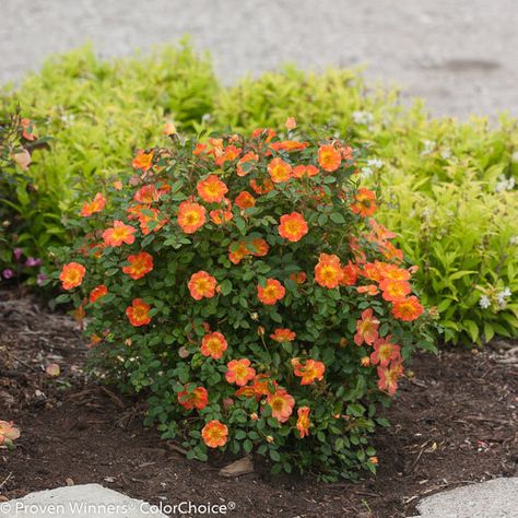 Oso Easy® Paprika - Rose - Rosa sp. | Proven Winners Double Knockout Roses, Rose Landscape, Rose Diseases, Proven Winners Plants, Drift Roses, Landscaping With Roses, Ground Cover Roses, Knockout Roses, Orange Plant