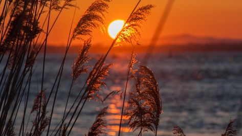 #evening #sunset #reed #lake #sun #horizon #afterglow #calm #reeds #water #4K #wallpaper #hdwallpaper #desktop 10 Wallpaper, Sunrise Wallpaper, Pretty Wallpapers Tumblr, Sunset Background, Wallpaper Laptop, Wallpaper Animes, Sunset Landscape, Aesthetic Desktop Wallpaper, Sunset Wallpaper