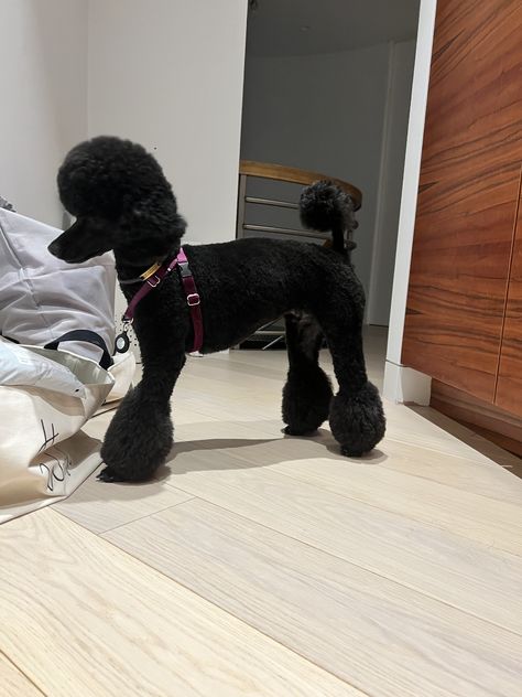 Black Poodle Haircut Styles, Black Toy Poodle Haircut Styles, Miniature Poodle Cuts, Mini Poodle Haircut, Black Miniature Poodle, Poodle Puppy Cut, Poodle Hairstyles, Miniature Poodle Black, Toy Poodle Haircut