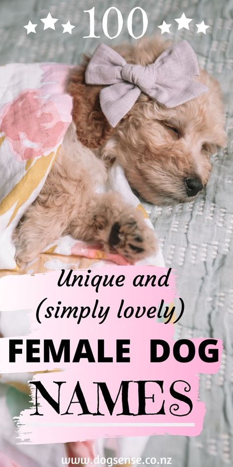 Puppy preparation. 100 unique female dog names that your new girl puppy will love. Looking for the perfect name and want to know the meaning then read on! Choosing a name is the most exciting part of the puppy preparation!  #dogs #puppypreparation #femaledognames #uniquefemaledognames #girldognames Puppy Preparation, Puppy Girl Names, Puppy Names Unique, Girl Dog Names Unique, Puppies Names Female, Dogs Names List, Small Dog Names, Cute Puppy Names, Dog Names Unique