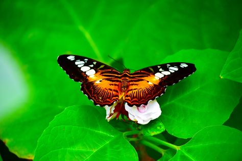 ATOG-Denver Butterfly Pavilion Butterfly Pavilion, Denver, Butterflies, Flowers