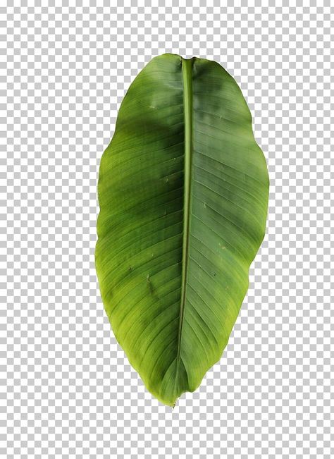 textures for edits Filipiniana Backdrop, Textures For Edits, Stylized Leaf, Dinosaur Age, Foliage Leaves, Plant Texture, 3d Scene, 3d Modeling Tutorial, Christmas Flower Arrangements