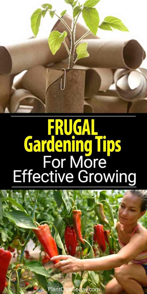 Frugal Gardening, Organic Vegetable Garden, Veg Garden, Home Vegetable Garden, Organic Vegetables, Veggie Garden, Growing Food, Gardening For Beginners, Growing Vegetables