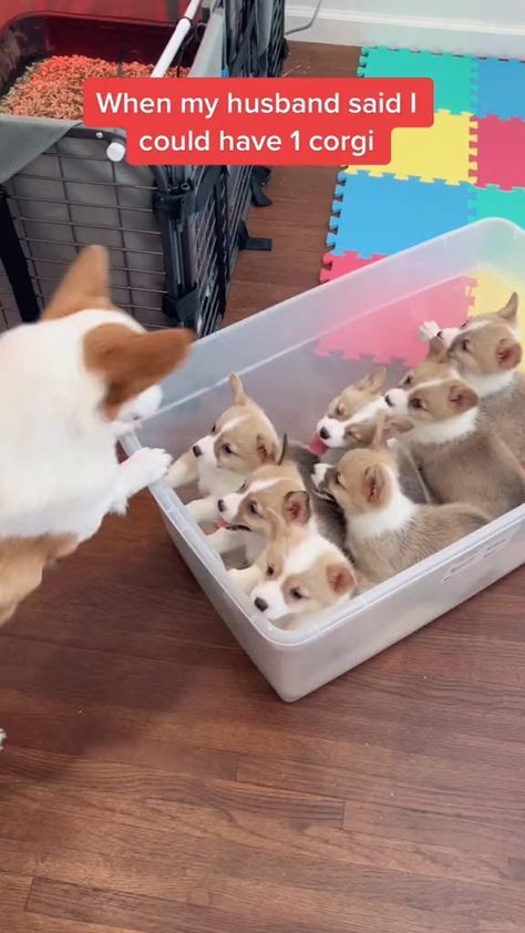 Corgi Videos, Corgi Gif, Corgi Smile, Corgi Drawing, Cute Corgi Puppy, Funny Corgi, Corgi Puppies, Funny Dog Photos, Cute Beagles