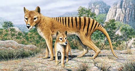 The extinct Tasmanian tiger genome is nearing completion, but the research needs more support, scientists say. Port Arthur Tasmania, Tasmanian Tiger, Australian Wildlife, Tasmanian Devil, Tiger Cub, Extinct Animals, Australian Animals, Prehistoric Animals, Tasmania