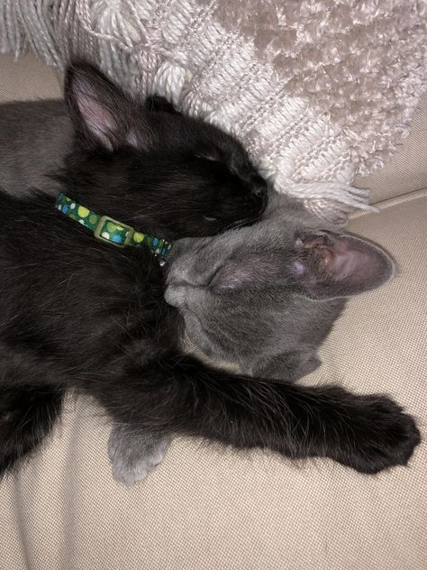 The new members of the family! Black Cat And Grey Cat Together, Black And Grey Cats Together, Gray Cat And Black Cat, Grey Cat And Black Cat, Grey And Black Cat, Black And Gray Cat, Black And Grey Cat, Wallpaper Gatos, Members Of The Family