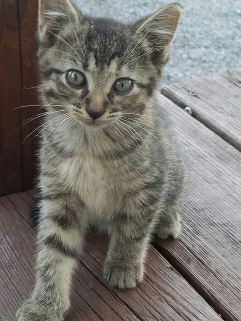 Cute tiger-striped kitten ❤ Tiger Cat Kitten, Cute Tigers, Tiger Stripes, Cutest Thing Ever, Cute Animal Pictures, Crazy Cat, Dog Names, Crazy Cat Lady, Cat Lady