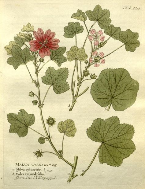 1804 - Icones plantarum medico-oeconomico-technologicarum cum earum fructus ususque descriptione = - Biodiversity Heritage Library Greenhouse Art, Old Remedies, Malva Sylvestris, Treat Burns, Peony Root, Sign Of The Cross, Herbal Recipes, Traditional Medicine, Healing Herbs