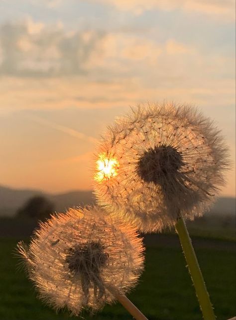 Wallpaper Mawar, Dandelion Pictures, Motivational Mindset, Nothing But Flowers, Dandelion Flower, Alam Yang Indah, Background Pictures, Nature Aesthetic, Flowers Photography